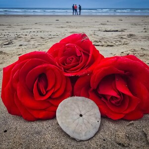 Three red roses rest on the sand of a beach, with a sand dollar lying in front of them. In the distance, three figures watch the waves.