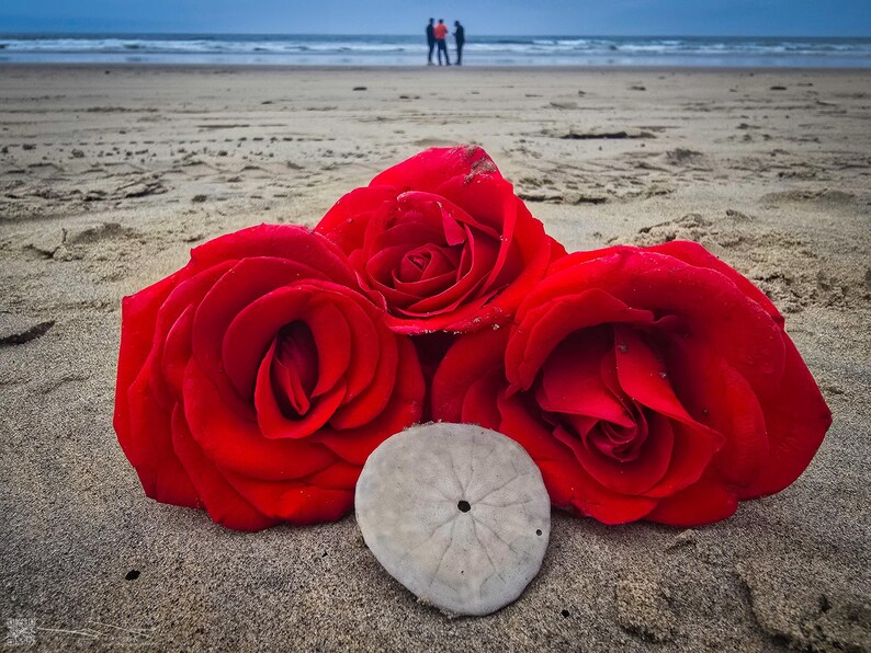 Three red roses rest on the sand of a beach, with a sand dollar lying in front of them. In the distance, three figures watch the waves.