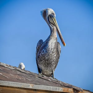 A pelican sits motionless on a rooftop, its eye keeping watch on the waters below in search of its supper.