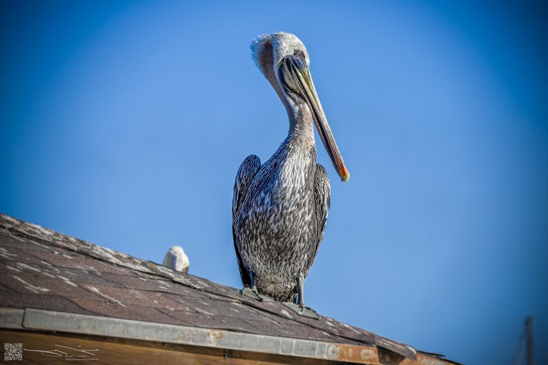 A pelican sits motionless on a rooftop, its eye keeping watch on the waters below in search of its supper.