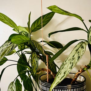 May include: A copper plant support stake with a coiled base, inserted into a potted plant. The plant has large green leaves with white variegation. The pot is black and white with a geometric pattern.