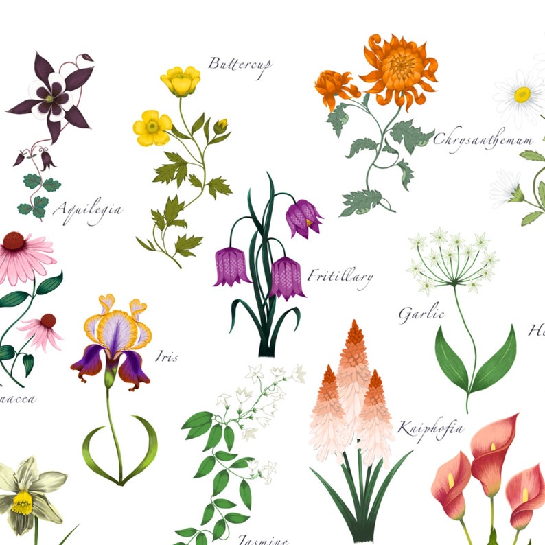 AZ Flowers / Floral Alphabet / Botanical Print / Flowers Etsy