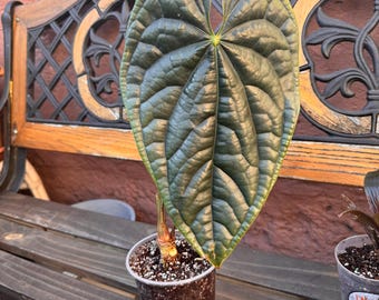 Anthurium Luxurians - Etsy