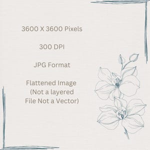 May include: A digital illustration of two white orchids with blue outlines on a textured white background. The image includes the text "3600 X 3600 Pixels", "300 DPI", "JPG Format", "Flattened Image (Not a layered File Not a Vector)".