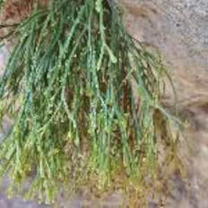 Wisk Fern (Psilotum nutum)