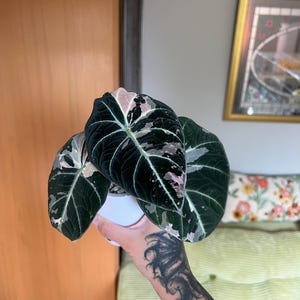 May include: A variegated Alocasia Black Velvet plant in a white pot, featuring dark, velvety, heart-shaped leaves with prominent white veins and distinct patches of creamy white and soft pink variegation across the foliage surface.