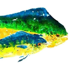 Double Dorado - Gyotaku Fish Rubbing - Limited Edition Print (33 x 16.5)