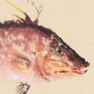 Pink Hog - Gyotaku Fish Rubbing - Limited Edition Print (16 x 11)