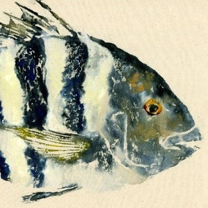 Sheepshead - "Convict" - Gyotaku Fish Rubbing - Limited Edition Print (18.25 x 11)