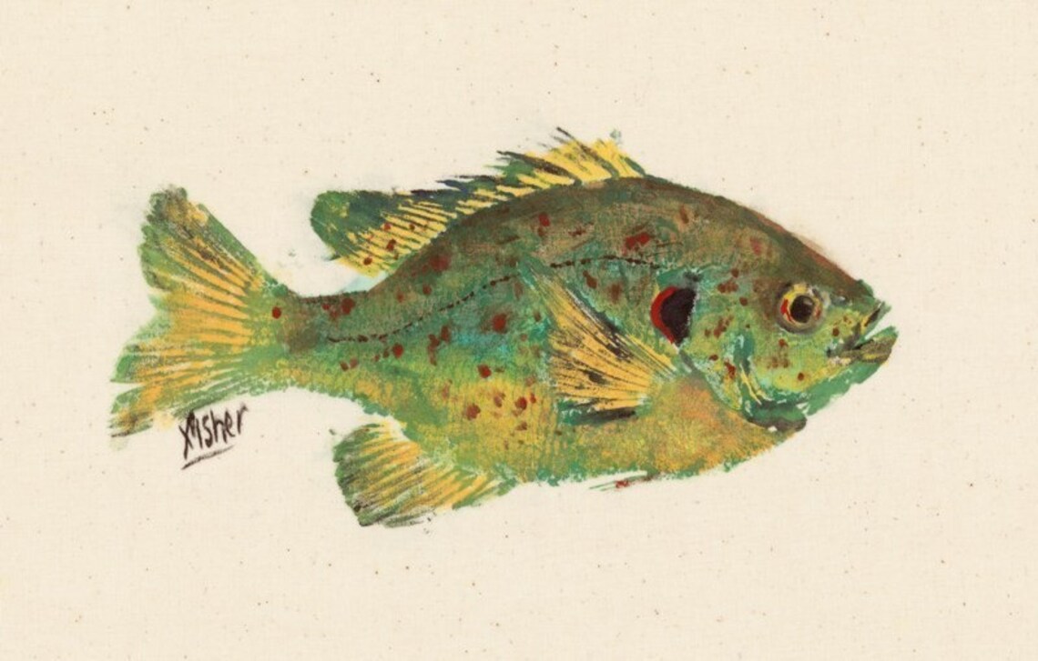 Shellcracker Fish Drawing Shellcracker - Gyotaku Fish Rubbing - Limited Edition Print (11.5 X 7.5 ...