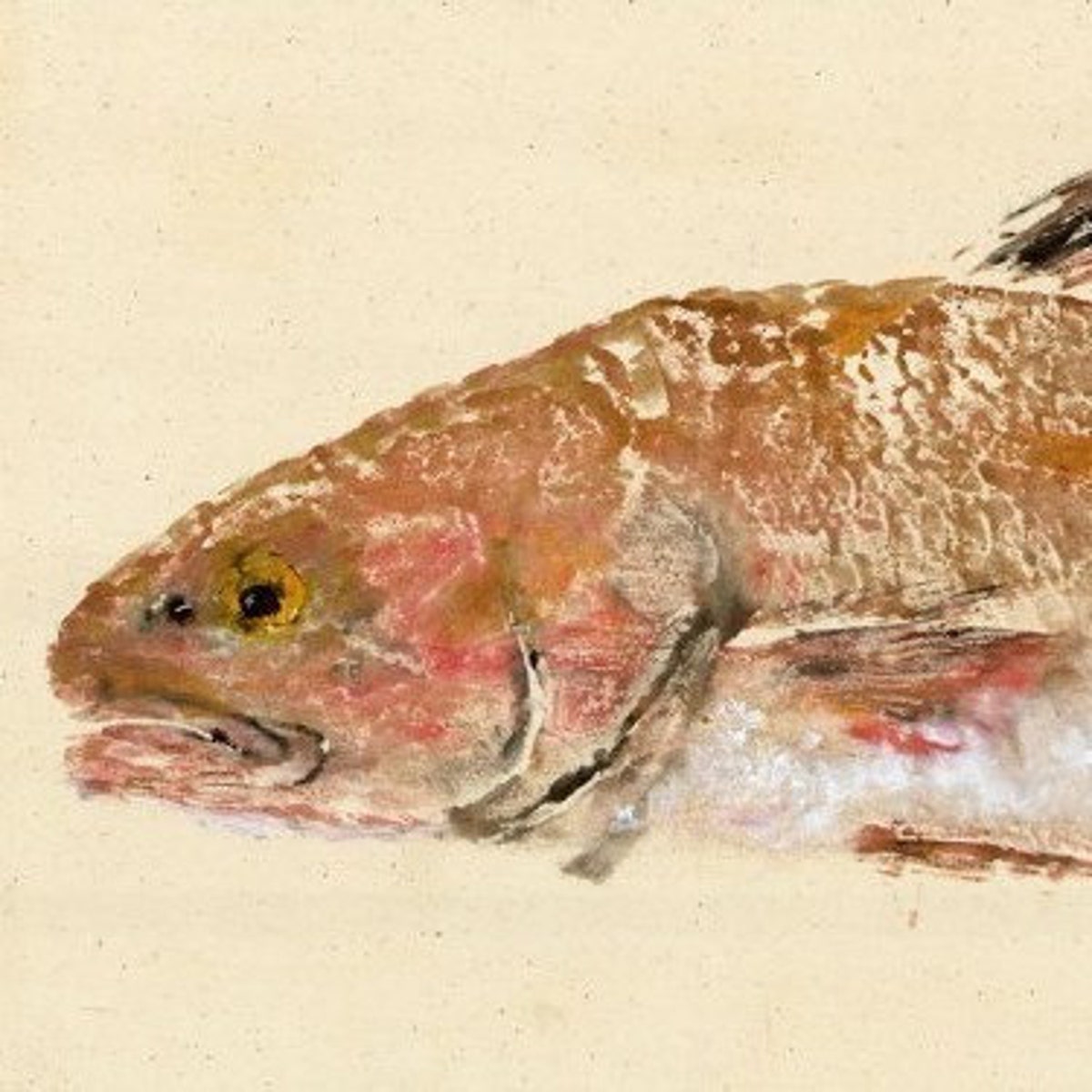 Red Drum Gyotaku Fish Rubbing Limited Edition Print 29.25 X 11 - Etsy