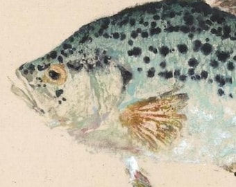 Crappie - Gyotaku Fish Rubbing - Limited Edition Print (17.5 x 10)