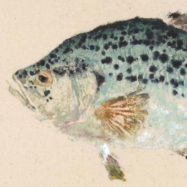 Crappie - Gyotaku Fish Rubbing - Limited Edition Print (17.5 x 10)