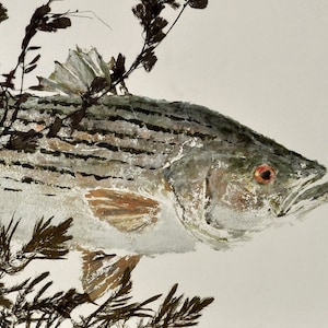 Striped Bass - &quot;Rock Fish&quot; - Gyotaku Fish Rubbing - Limited Edition Print (31 x 16)