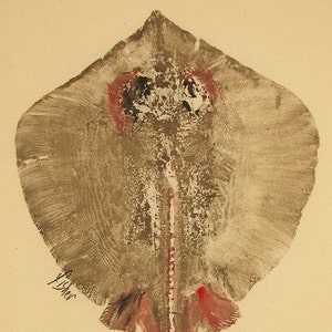 Stingray - Gyotaku Fish Rubbing - Limited Edition Print (13.5 x 19)