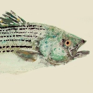 Striped Bass - Gyotaku Fish Rubbing - Limited Edition Print (25.25 x 11)