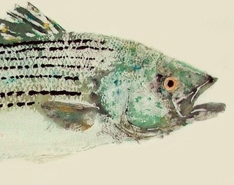 Striped Bass - Gyotaku Fish Rubbing - Limited Edition Print (25.25 x 11)