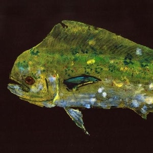 Bull Dolphin - Gyotaku Fish Rubbing - Limited Edition Print (37.5 x 17.5)