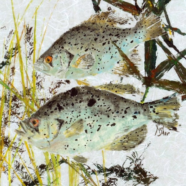 Speckled Perch - "Hideaway" - Gyotaku Fish Rubbing - Limited Edition Print (18.75" x 26")
