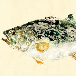 Largemouth Bass - &quot;Unlucky&quot; - Gyotaku Fish Rubbing - Limited Edition Print (20.5 x 11)