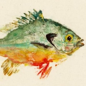 Redbreast - Gyotaku Fish Rubbing - Limited Edition Print (10 x 8)