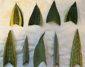 Snake Plant/Sansevieria Cuttings (Rooted or Unrooted)