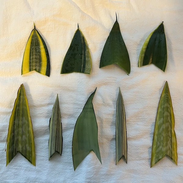 Snake Plant/Sansevieria Cuttings (Rooted or Unrooted)