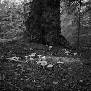 Film scanning 4x5 3000dpi wetscan