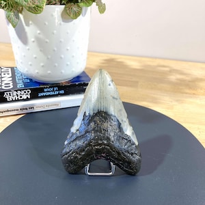 Rare Fossilized Megalodon Tooth – Exceptional Prehistoric Fossil – Paleontology Collection