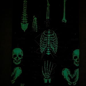 May include: A black and green glow-in-the-dark print featuring detailed illustrations of human skeletal anatomy. The design includes the spine, skull, rib cage, and various bones, creating a spooky and educational theme.
