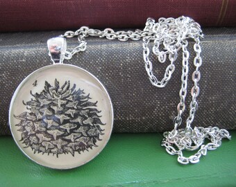 Silver Pendant with Antique Mountain Pine Biology textbook Illustration set under Resin