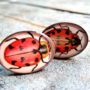 May include: A pair of silver earrings with red and black ladybug designs. The ladybugs are depicted with realistic detail and are set against a white background.