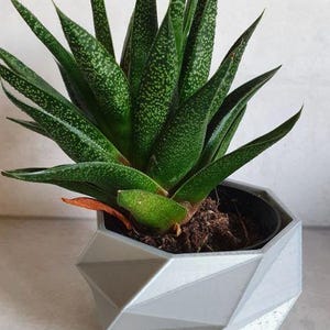 Modern Spiral Geometric Planter | 3D Printed Succulent Pot | Minimalist Home Decor | Customizable Colors