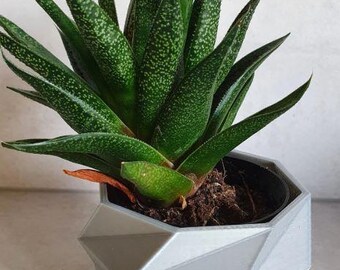 Modern Spiral Geometric Planter | 3D Printed Succulent Pot | Minimalist Home Decor | Customizable Colors