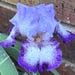 Owner of <a href='https://www.etsy.com/shop/PurpleIrisPickers?ref=l2-about-shopname&from_page=listing' class='wt-text-link'>PurpleIrisPickers</a>