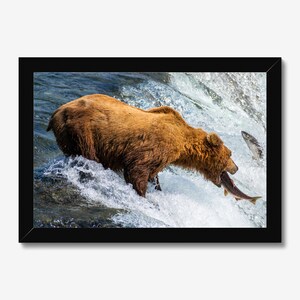 Grizzly Bear Fine Art Print | Katmai National Park Wildlife Photo | Alaska Nature Photography - Adventure Wall Art - Wilderness Decor