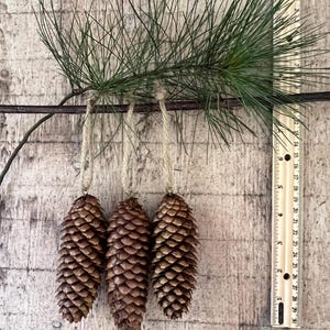 May include: Three brown pine cones hanging from twine, suspended from a branch with green needles. A ruler is positioned next to the pine cones, showing measurements in inches. The background is a light brown, textured wooden surface.