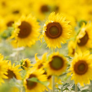 Landschafts- und Naturfotografie und Fotokarten - Grußkarten, Vogelfotografie, Bäume, Blumen Wildtiere