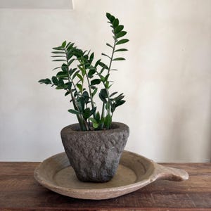 Op de afbeelding: Een ZZ-plant met donkergroene bladeren in een getextureerde grijze stenen pot, geplaatst op een licht houten dienblad. De lade staat op een donker houten oppervlak, met een neutraal getinte muur op de achtergrond. De plant voegt een vleugje natuur toe aan het interieur.