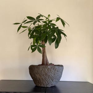 Macetero antiguo de mortero de piedra pesada | Cuenco vintage de piedra caliza tallada a mano