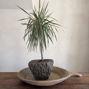Op de afbeelding: Een kleine, groen-witte plant met lange, slanke bladeren in een donkergrijze, getextureerde stenen pot. De pot staat in een lichtgekleurde, houten, ondiepe kom met een handvat. De achtergrond is een neutrale, gebroken witte muur.