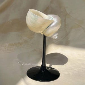 Seashell Conch Wine Glass | Wedding Bridesmaid Gift | Natural Shell Cocktail Glass | Elegant  Flute Coupe Bachelorette Champagne Glass
