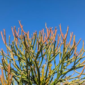 Puede incluir: Primer plano de una planta espinosa, verde y roja, con ramas delgadas, contra un cielo azul brillante.