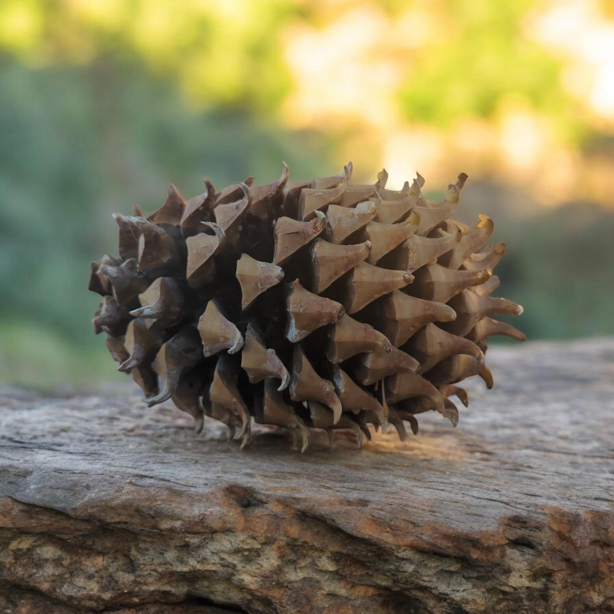Large Coulter Pine Cones