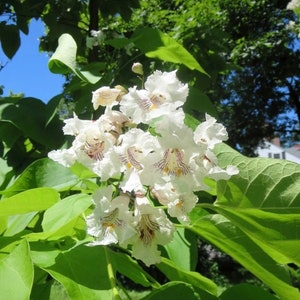 Northern Catalpa Tree Seedling