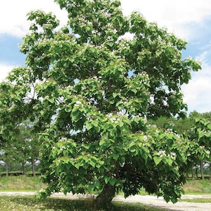 30 Northern Catalpa Tree Seeds