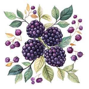 11 Clipart di more ad acquerello More Arte popolare scandinava Clip art Frutta PNG di alta qualità Download digitale Giornale spazzatura Artigianato