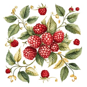 12 cliparts aquarelle framboise framboises Art folklorique scandinave Clip Art fruits haute qualité PNG en téléchargement numérique Junk Journal artisanat en papier