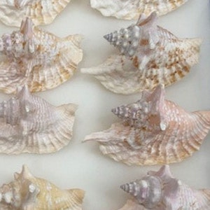 May include: A collection of ten seashells, each with a unique shape and pattern. The shells are a light cream color with hints of pink and brown. They are arranged in two rows of five on a white surface.