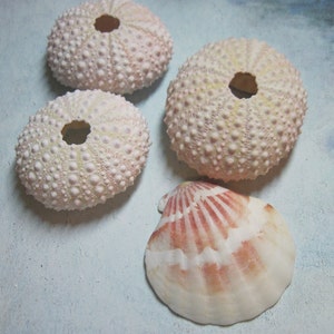 3 Mini Sea Urchins 893 - Light Pink Urchin - Ask for Int&#39;l ship rates